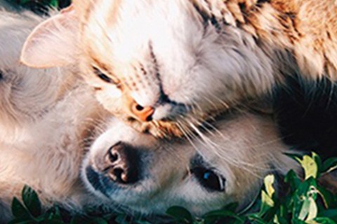 Utilize para ver mais