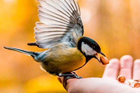 Utilize para ver mais