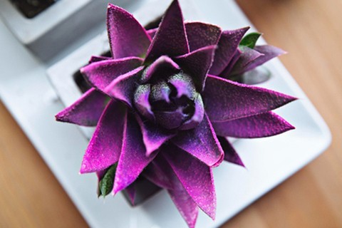 Utilice para ver más