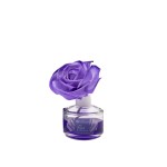 Lavanda