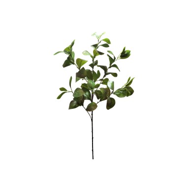 Haste Peper�mia 85cm