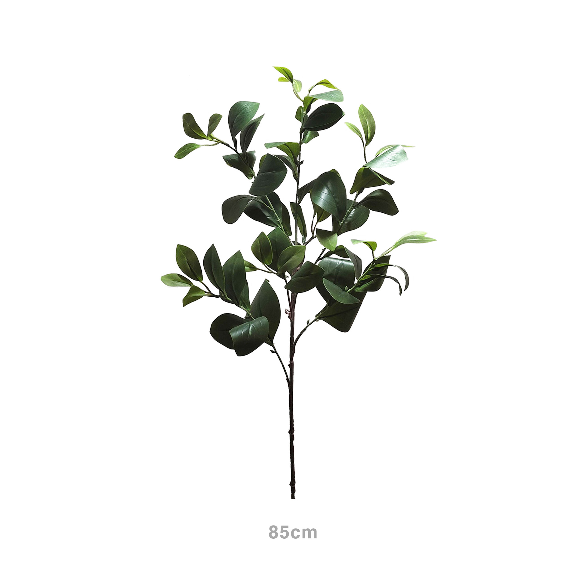 Haste Peperômia 85cm