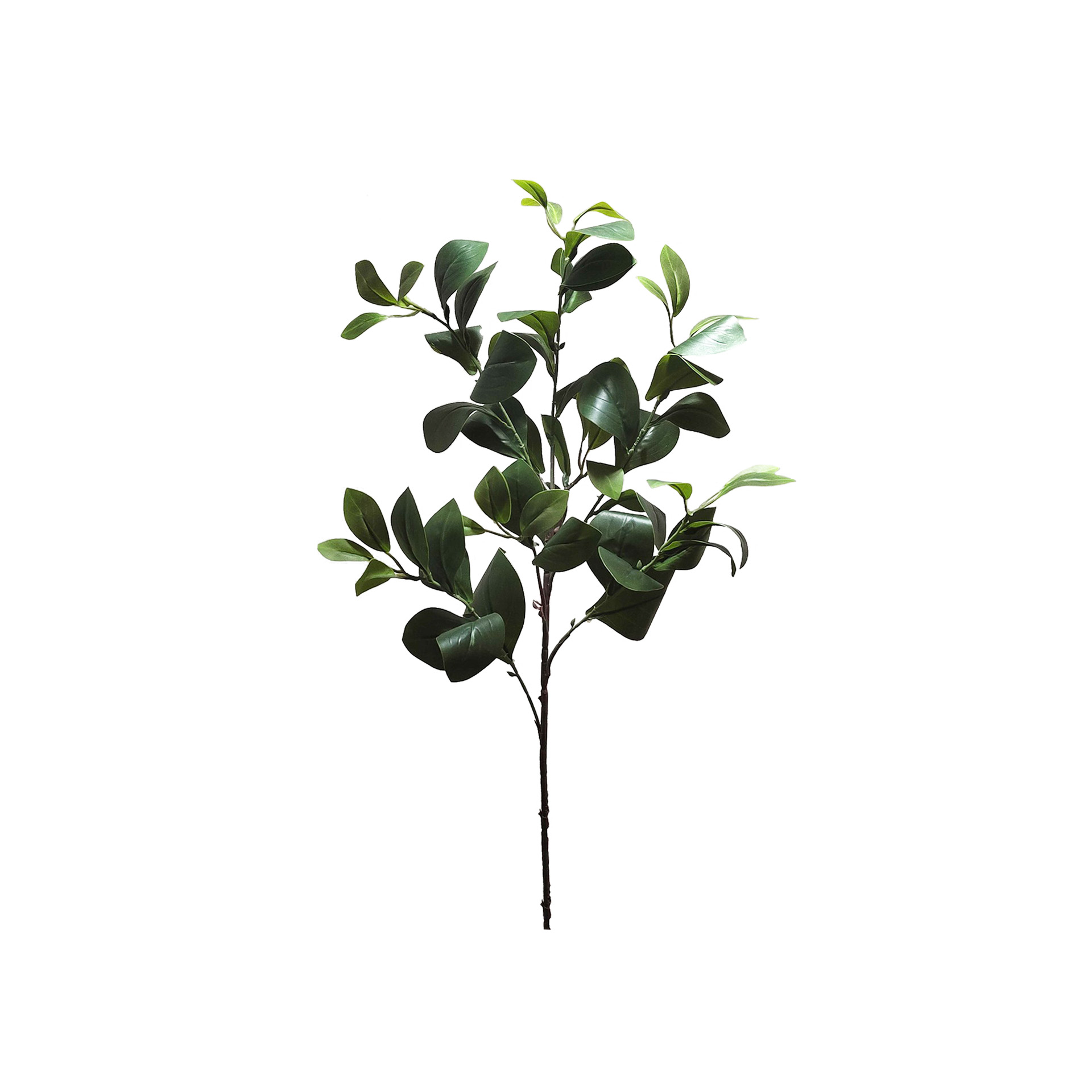 Haste Peperômia 85cm