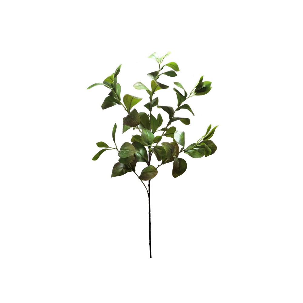 Haste Peper�mia 85cm