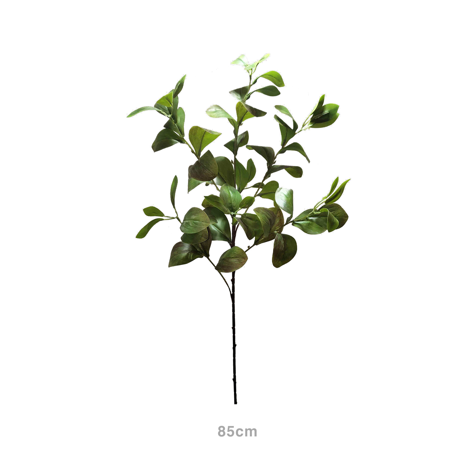 Haste Peperômia 85cm