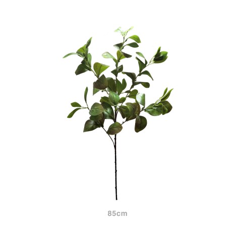 Haste Peperômia 85cm - Image product