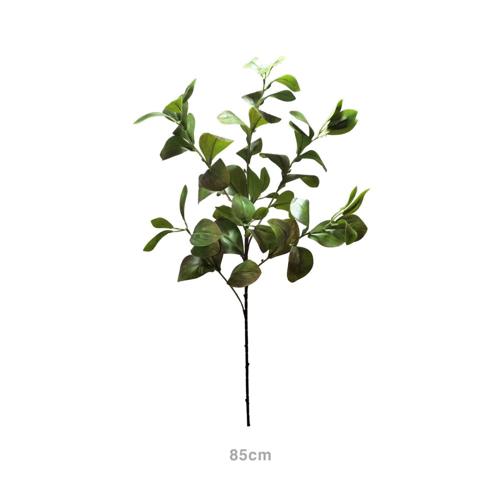 Haste Peper�mia 85cm