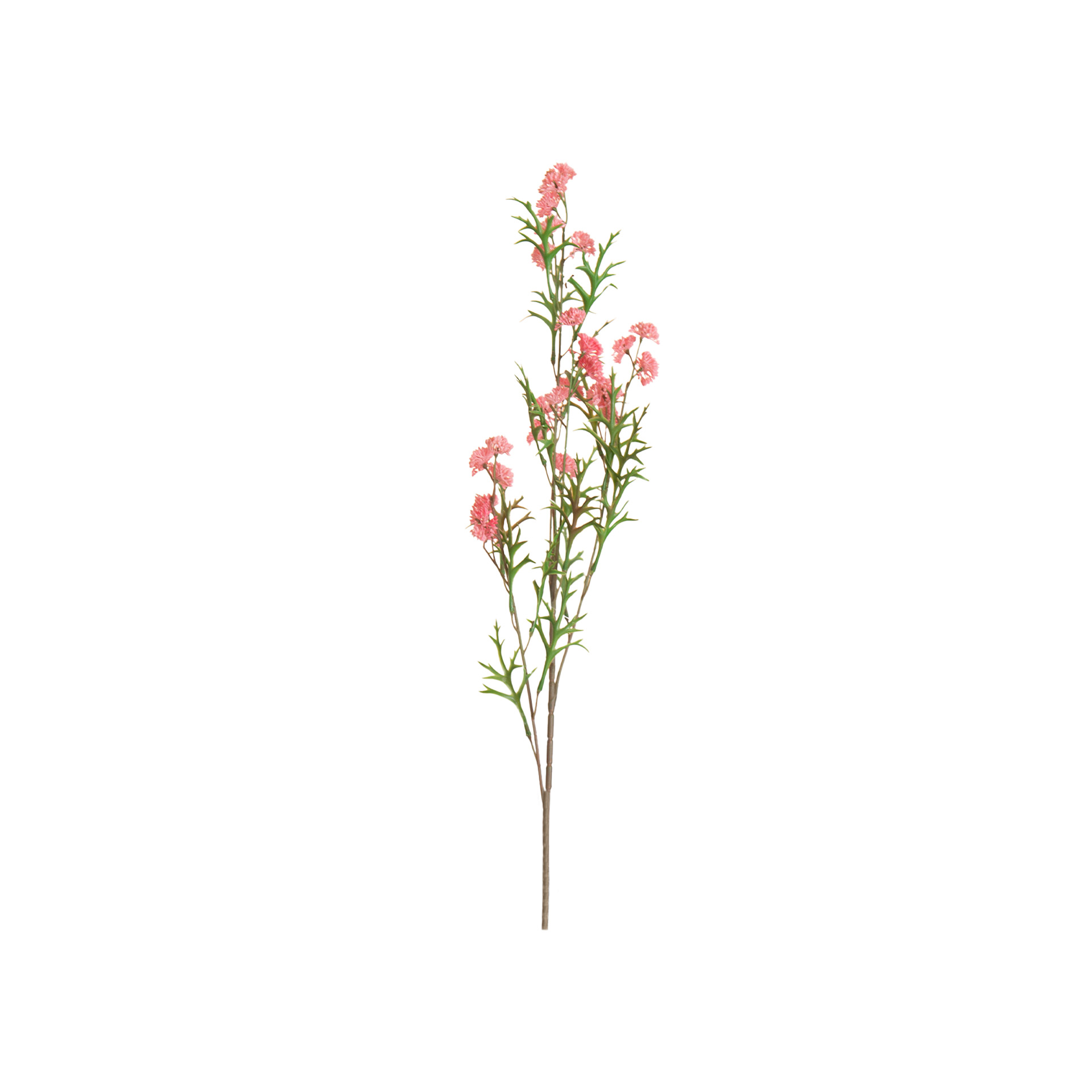 Haste Mini Skimmia Rosa 92cm