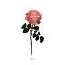 Haste Rosa Lincoln Rosa 55cm