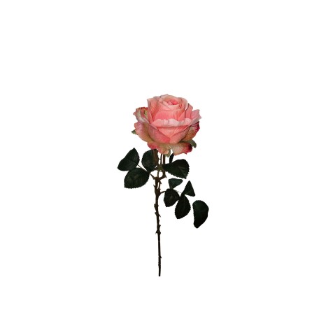 Haste Rosa Lincoln Rosa 55cm - Image product