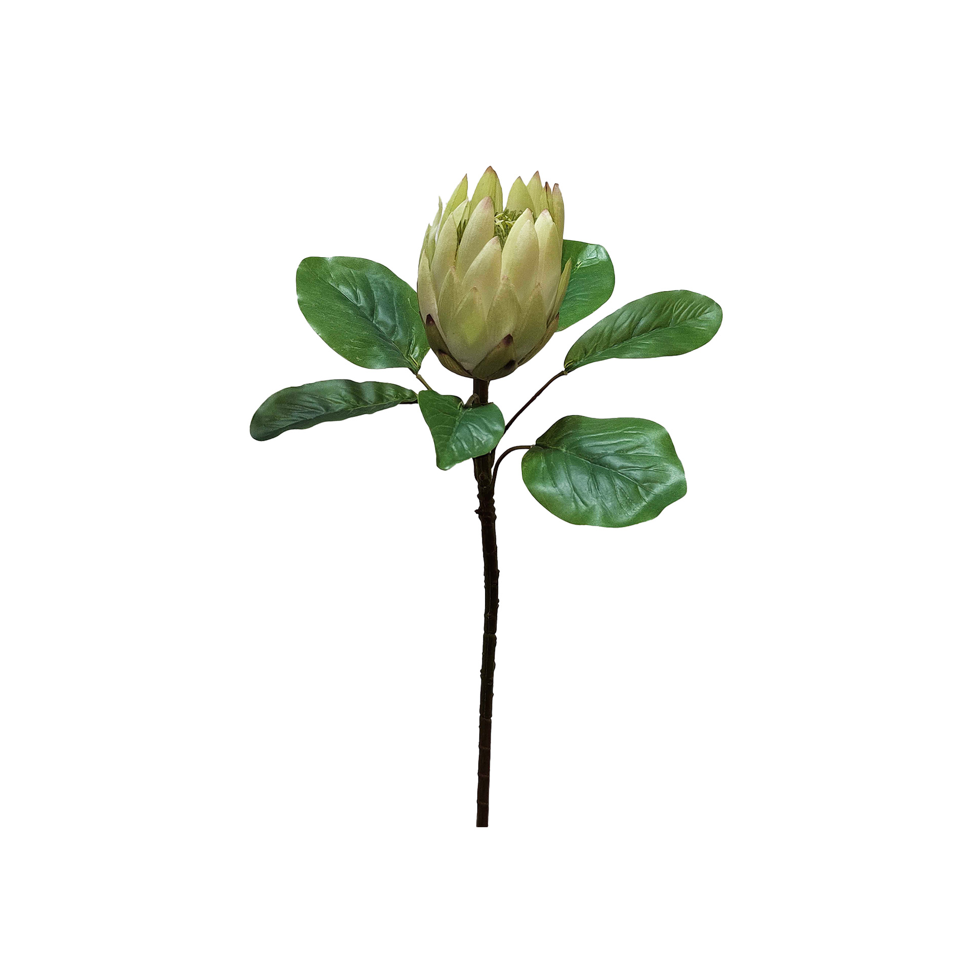 Haste Protea Verde 80cm