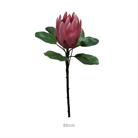 Haste Protea Rosa 80cm - Image product