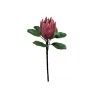 Haste Protea Rosa 80cm