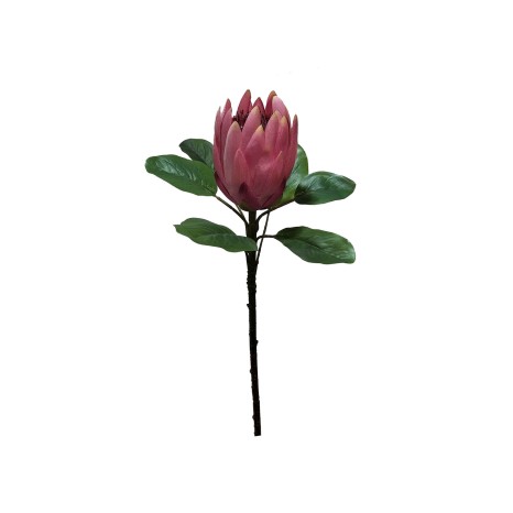Haste Protea Rosa 80cm - Image product