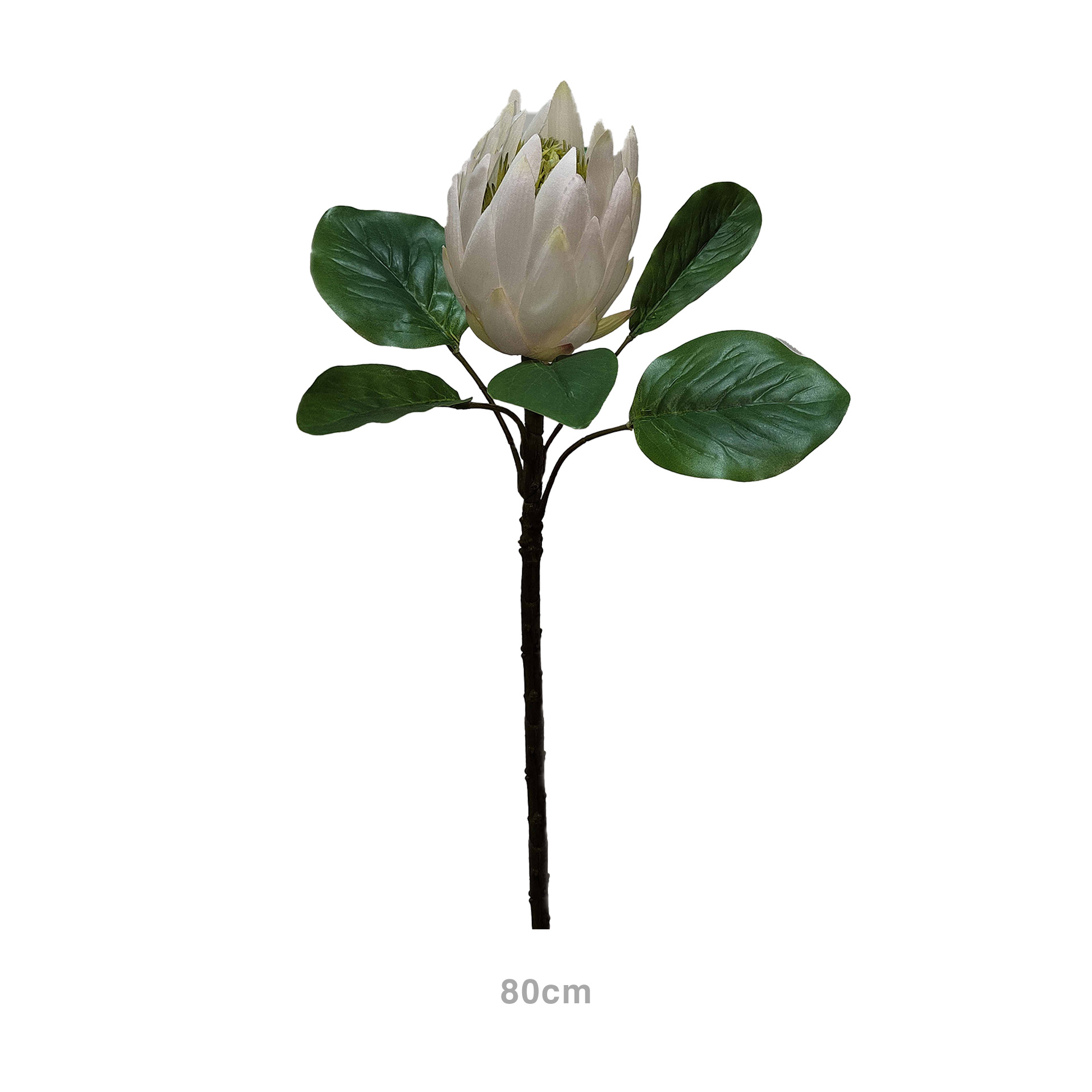 Haste Protea Branco 80cm