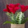 Vaso Flor 27cm Vaso Flor 27cm