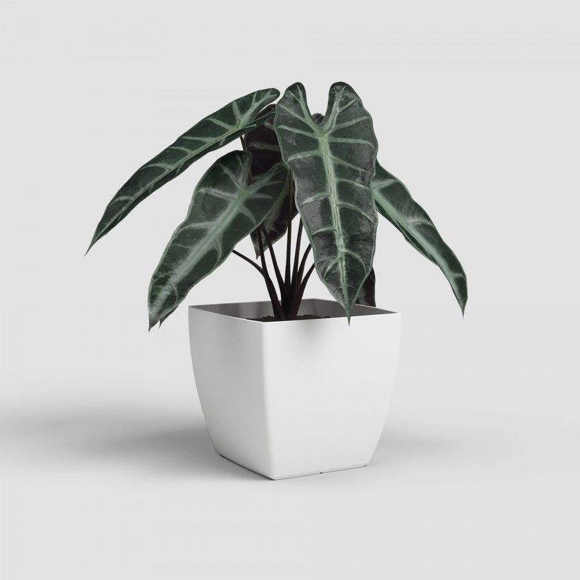 Vaso Siena Mate 20cm