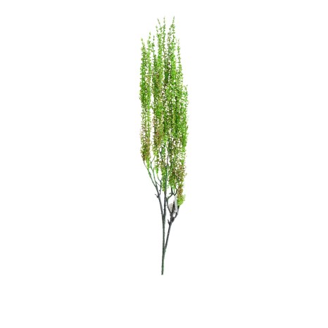 Haste Senecio Herreianus Lágrima - Image product