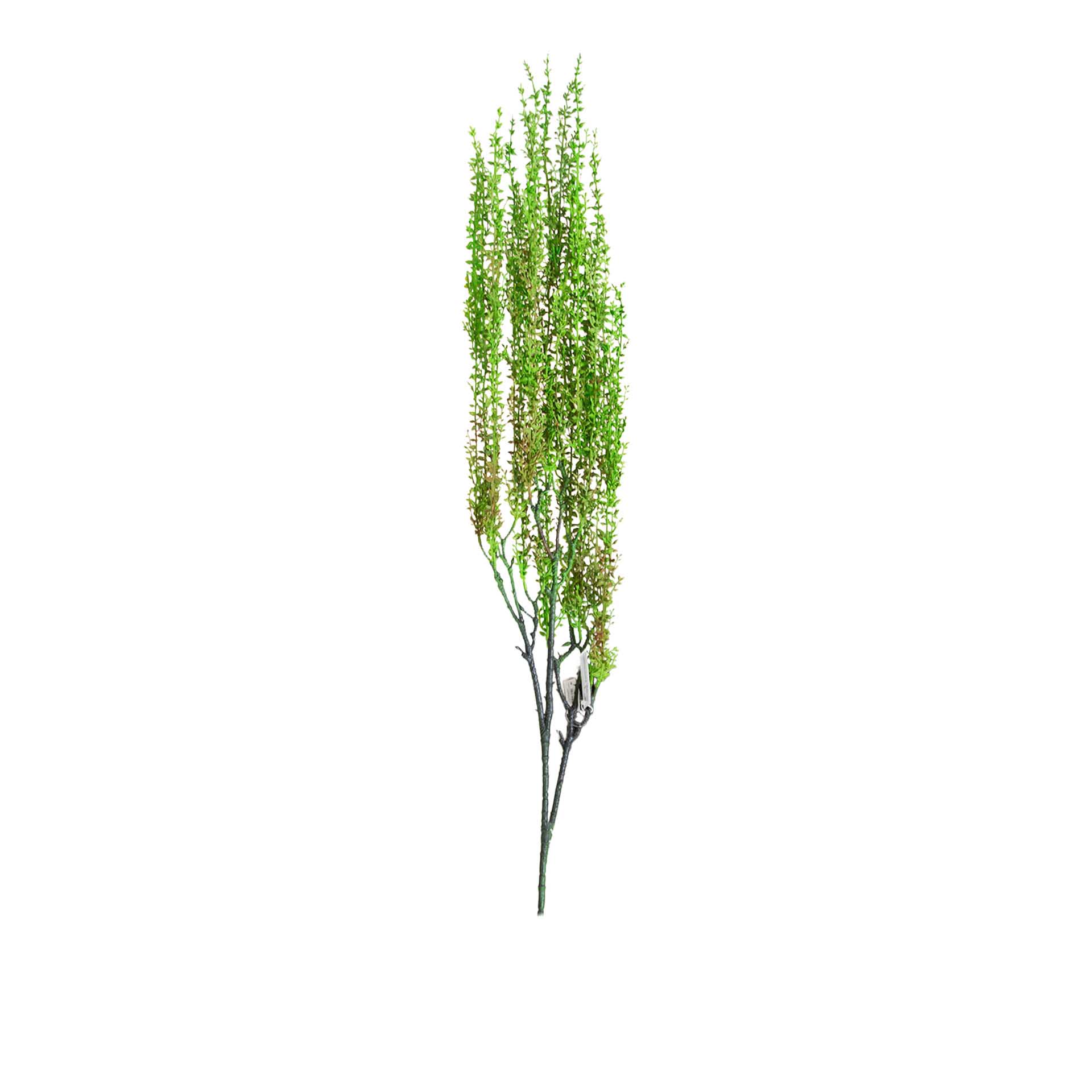 Haste Senecio Herreianus Lágrima