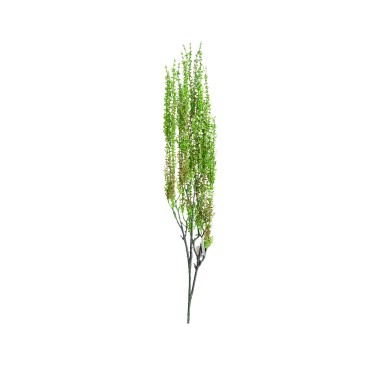 Haste Senecio Herreianus Lágrima