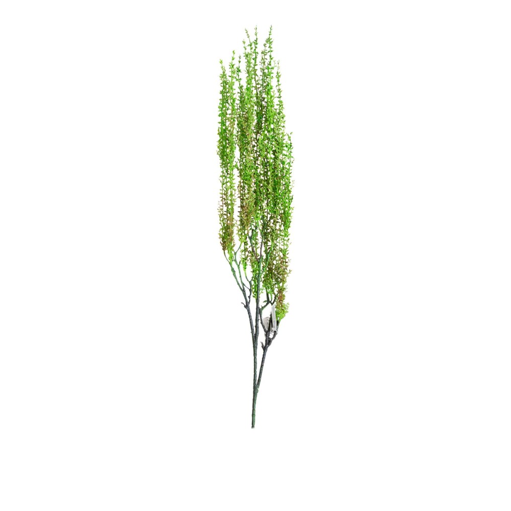 Haste Senecio Herreianus Lágrima