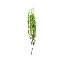 Haste Senecio Herreianus Lgrima