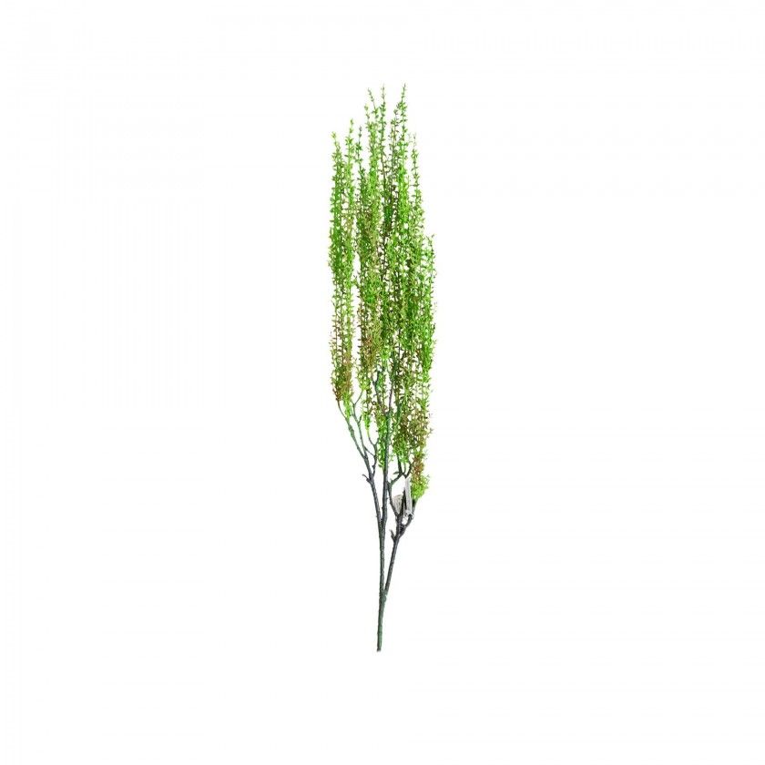 Haste Senecio Herreianus Lgrima