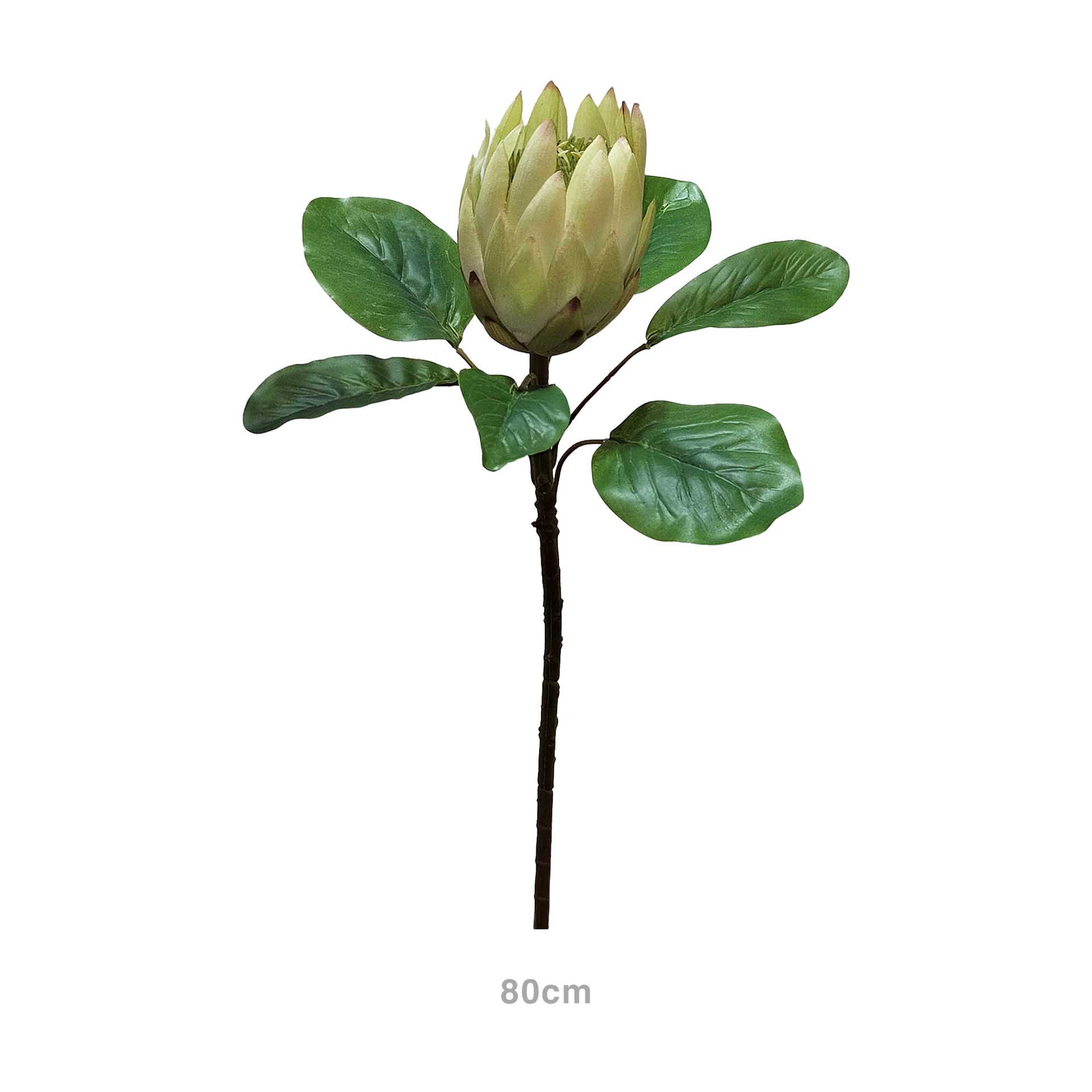 Haste Protea Verde 80cm