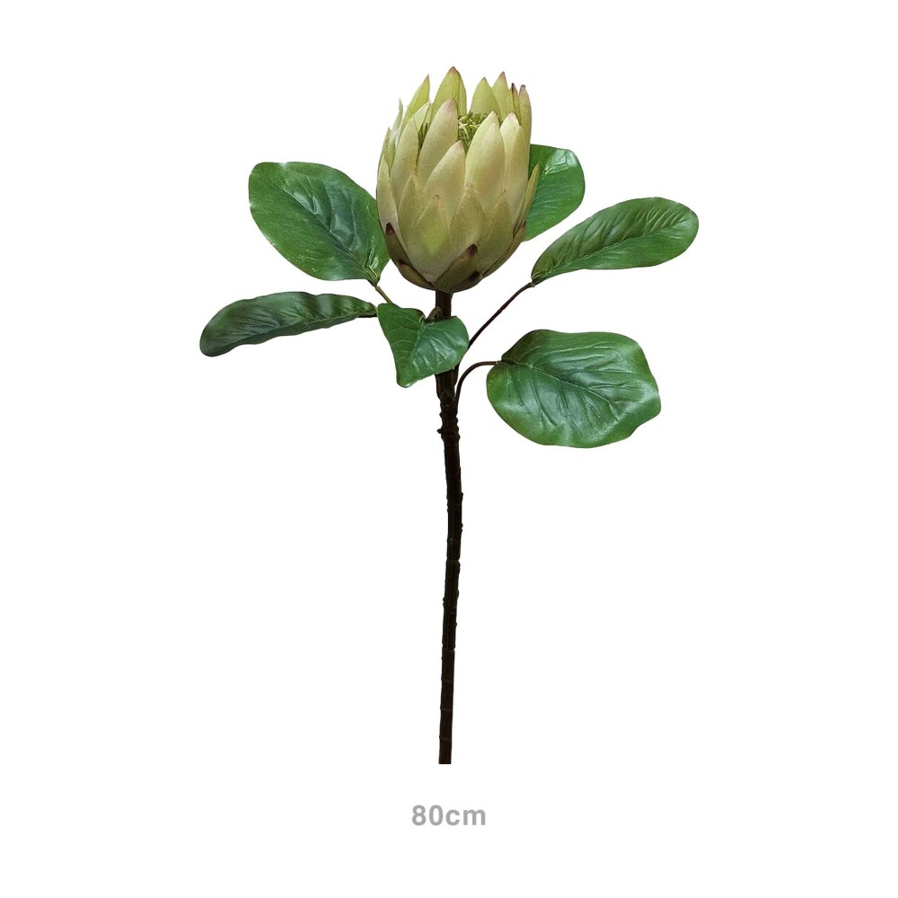 Haste Protea Verde 80cm