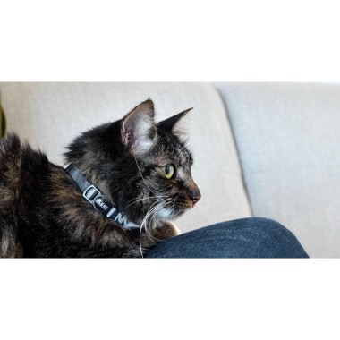 Coleira Gato Dashi Solid Cinzento
