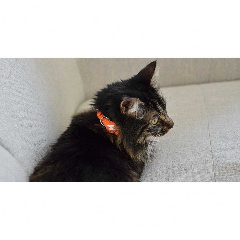 Coleira Gato Dashi Solid Laranja Coleira Gato Dashi Solid Laranja