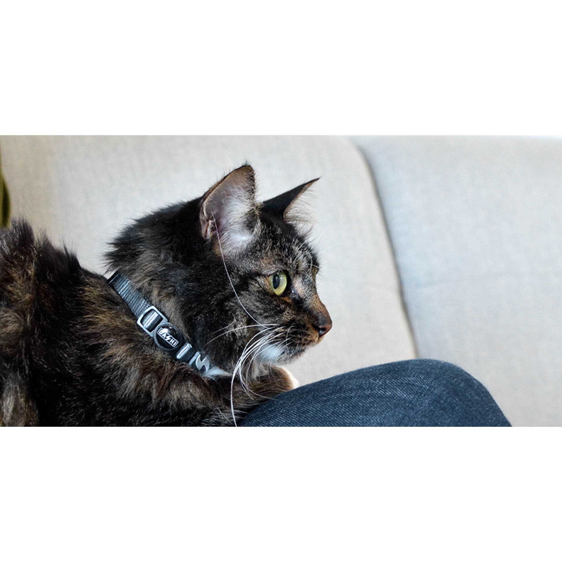 Coleira Gato Dashi Solid Cinzento