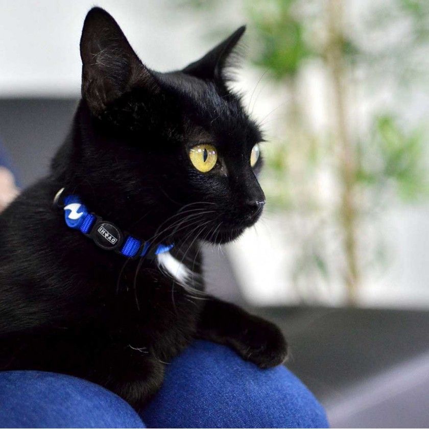 Coleira Gato Dashi Solid Azul Coleira Gato Dashi Solid Azul