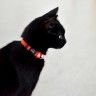 Coleira Gato Dashi Solid Vermelho Coleira Gato Dashi Solid Vermelho