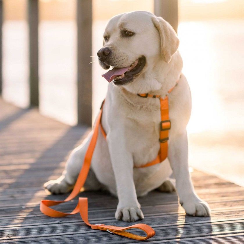 Arnes Dashi Solid Colors Laranja XS Arnes Dashi Solid Colors Laranja XS