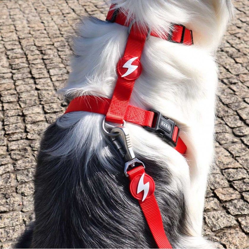 Arnes Dashi Solid Colors Vermelho L Arnes Dashi Solid Colors Vermelho L