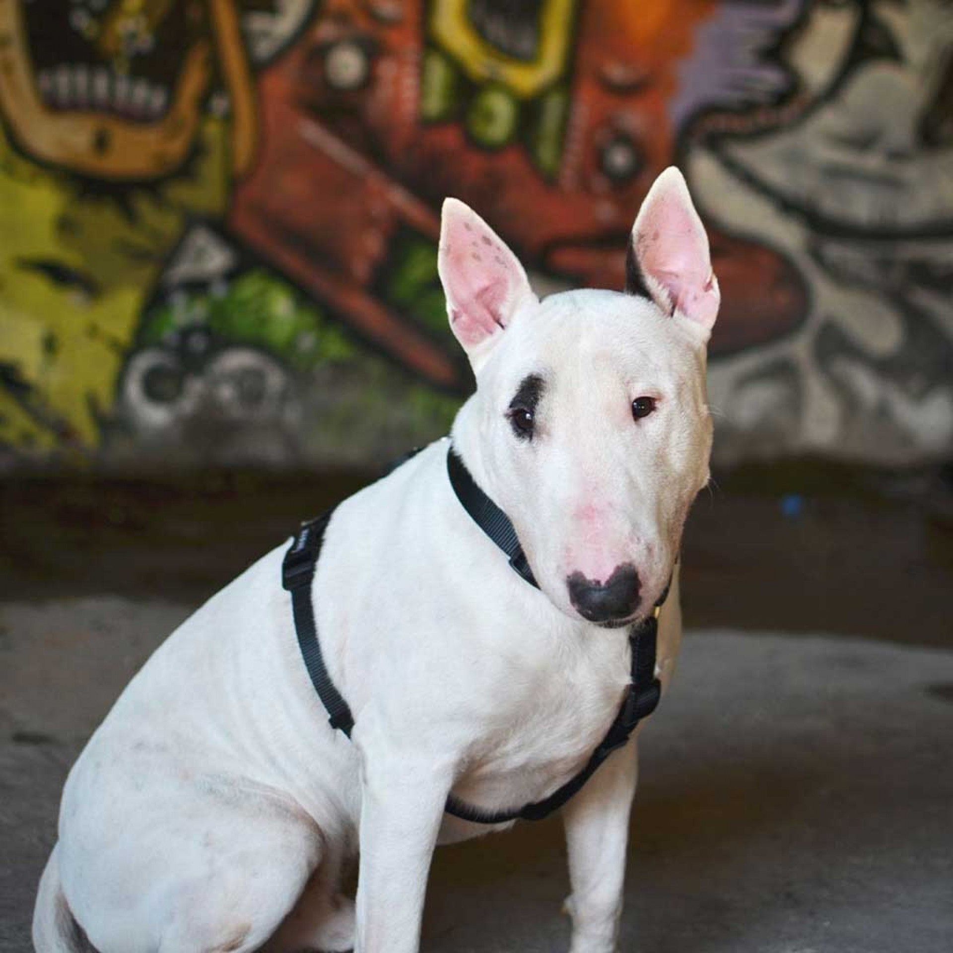 Arnes Dashi Solid Colors Preto L