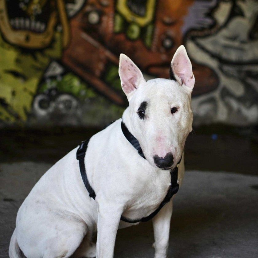 Arnes Dashi Solid Colors Preto M