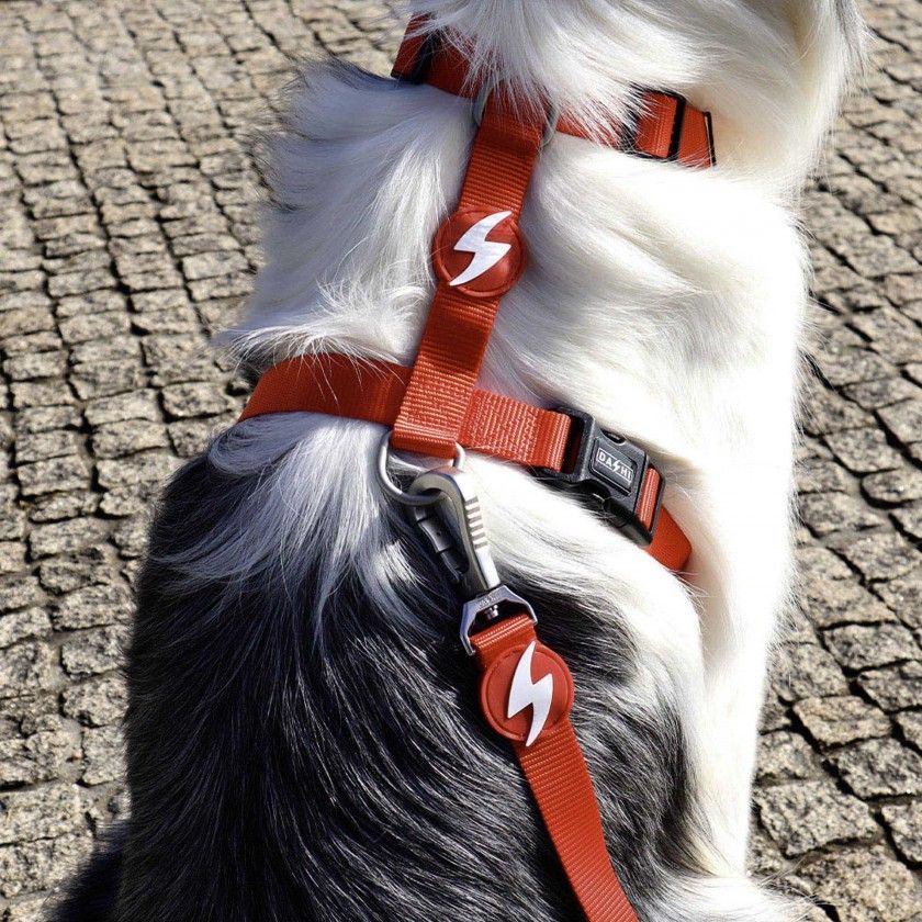 Trela Dashi Solid Colors Vermelho XS Trela Dashi Solid Colors Vermelho XS