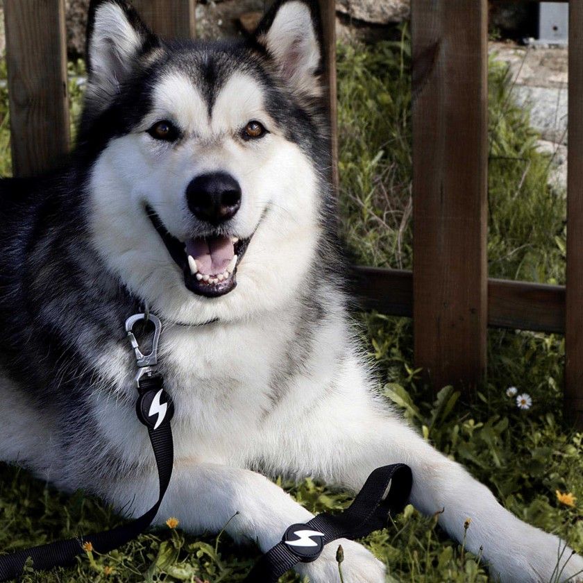 Trela Dashi Solid Colors Preto S