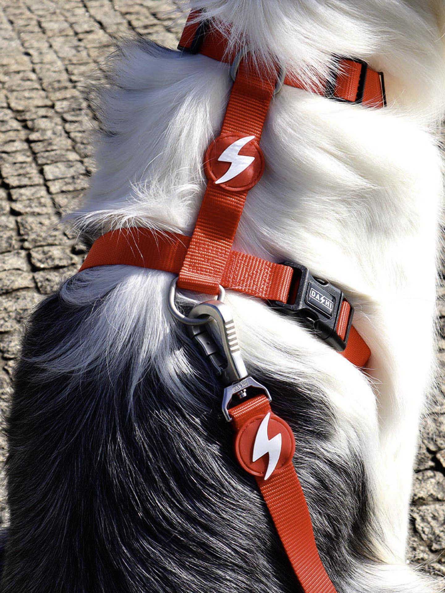 Trela Dashi Solid Colors Vermelho XS