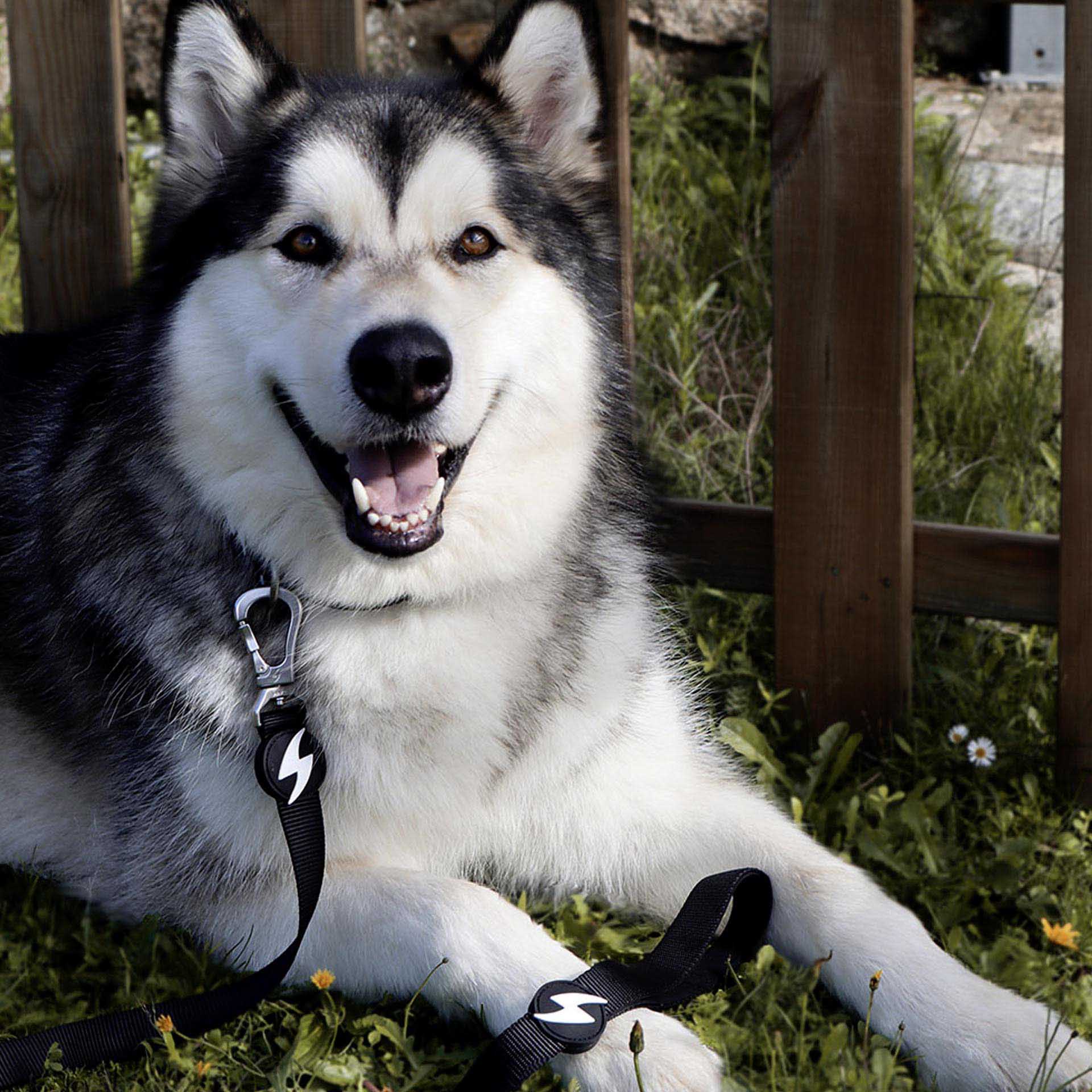 Trela Dashi Solid Colors Preto XS