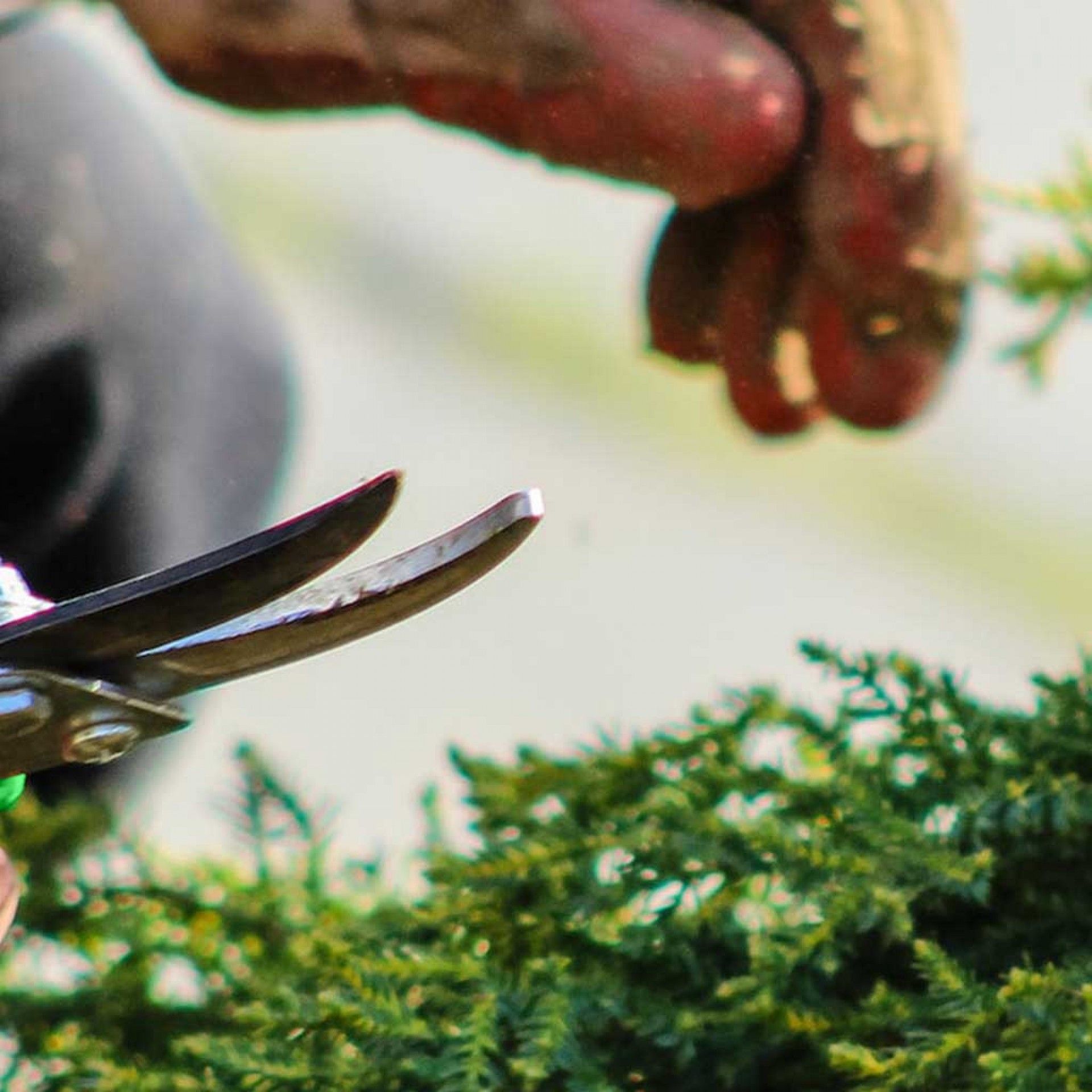 Tesoura Podar Metal 20cm