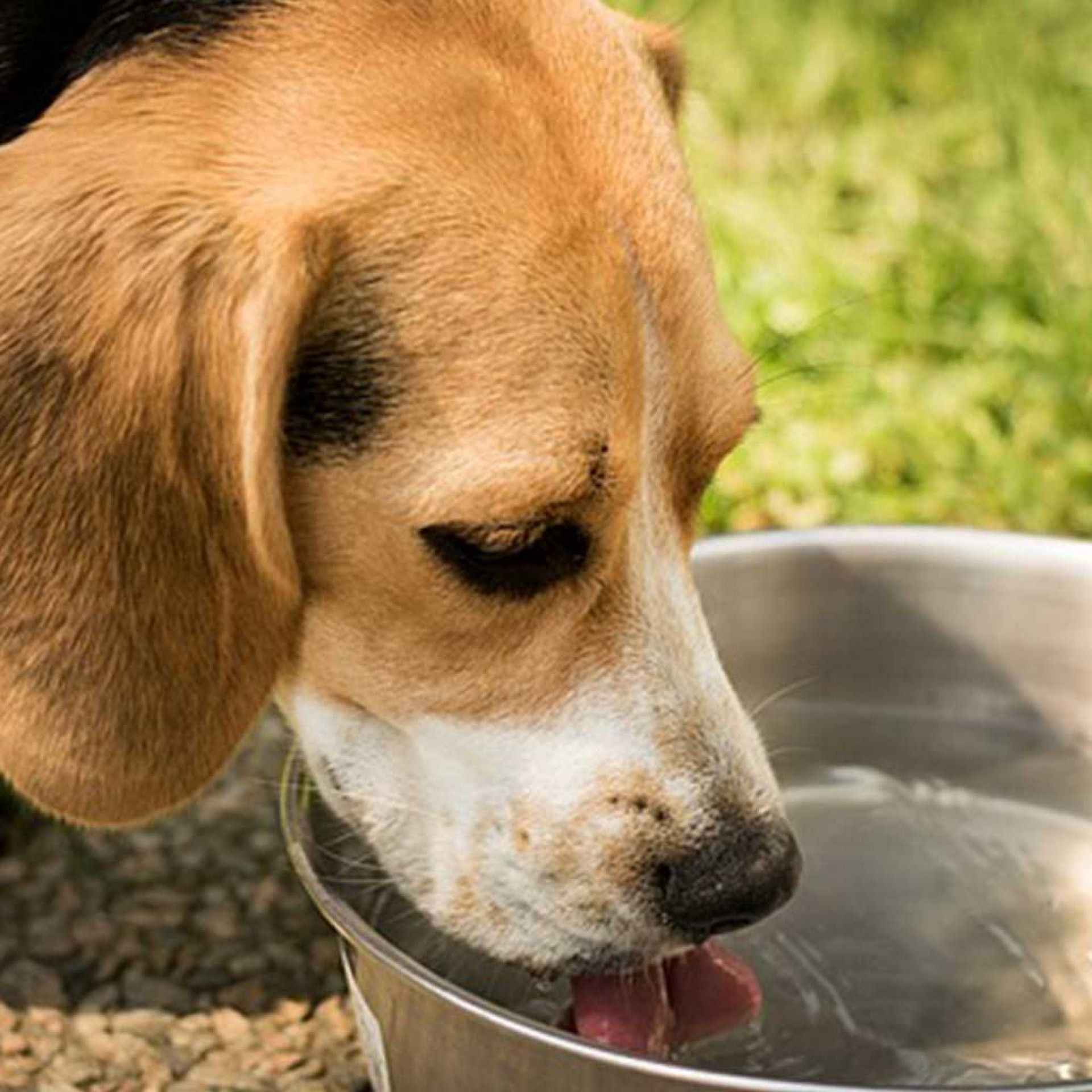 Comedouro/Bebedouro Inox 14x5cm