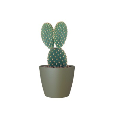 Vaso San Remo Mate Ø6X5.8cm 0.1L Verde Seco