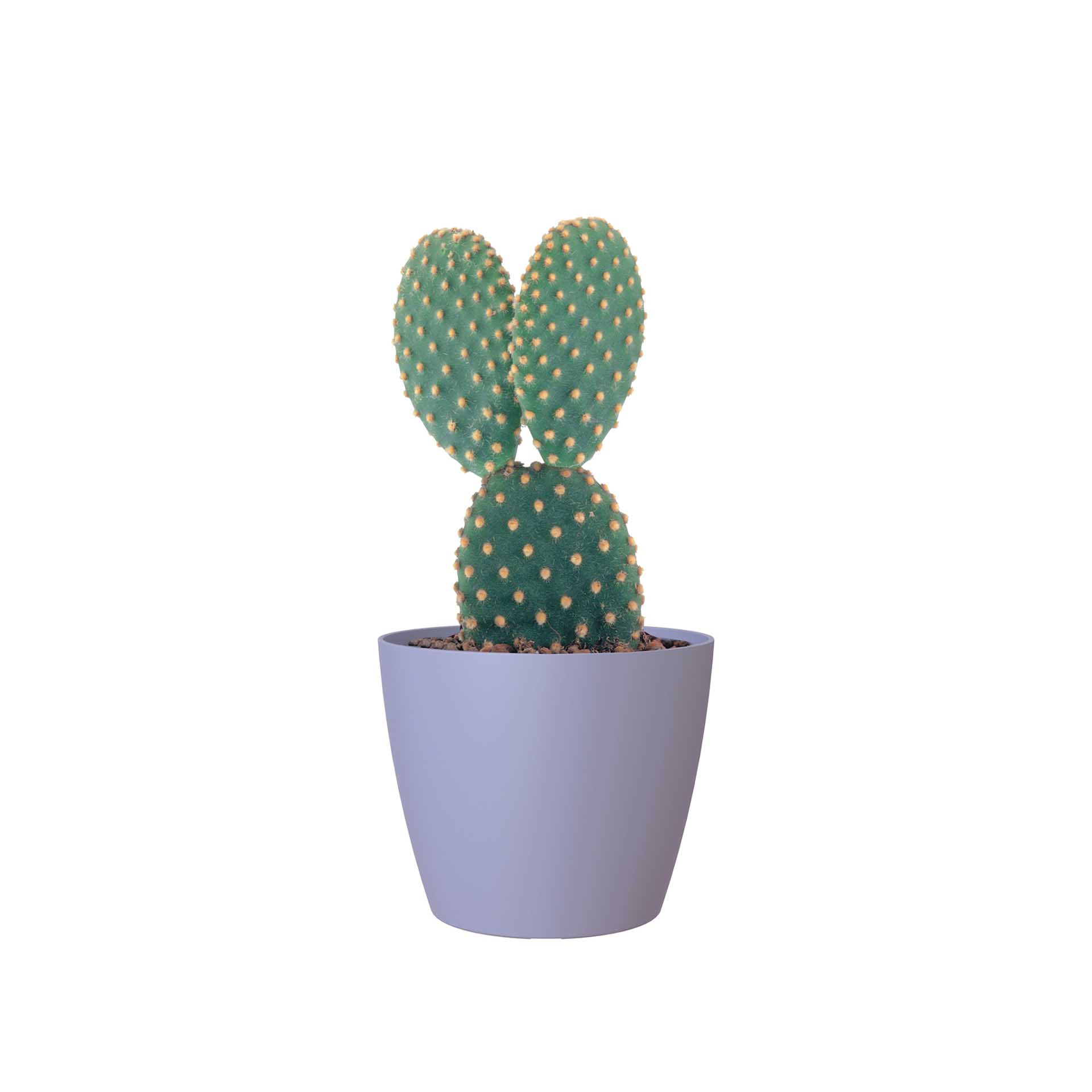 Vaso San Remo Mate Ø6X5.8cm 0.1L Lavanda