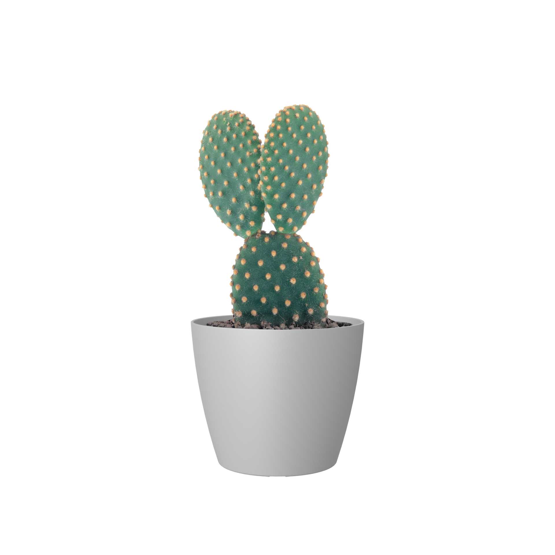 Vaso San Remo Mate Ø6X5.8cm 0.1L Cinza Claro