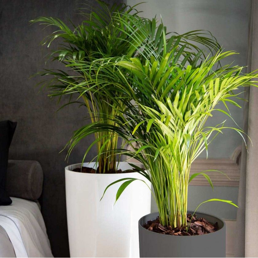 Vaso Santorini Ø29X40cm 17.5L Vermelho Escuro Vaso Santorini Ø29X40cm 17.5L Vermelho Escuro