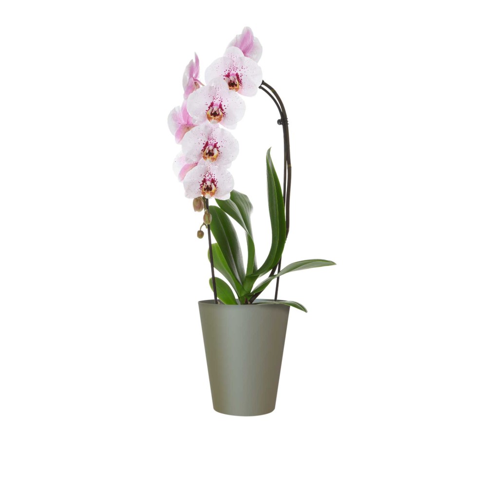 Vaso Porto Orquídia Ø12.7X15cm 1.2L Verde Seco