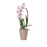 Vaso Porto Orquídia Ø12.7X15cm 1.2L Tortora Mate Vaso Porto Orquídia Ø12.7X15cm 1.2L Tortora Mate